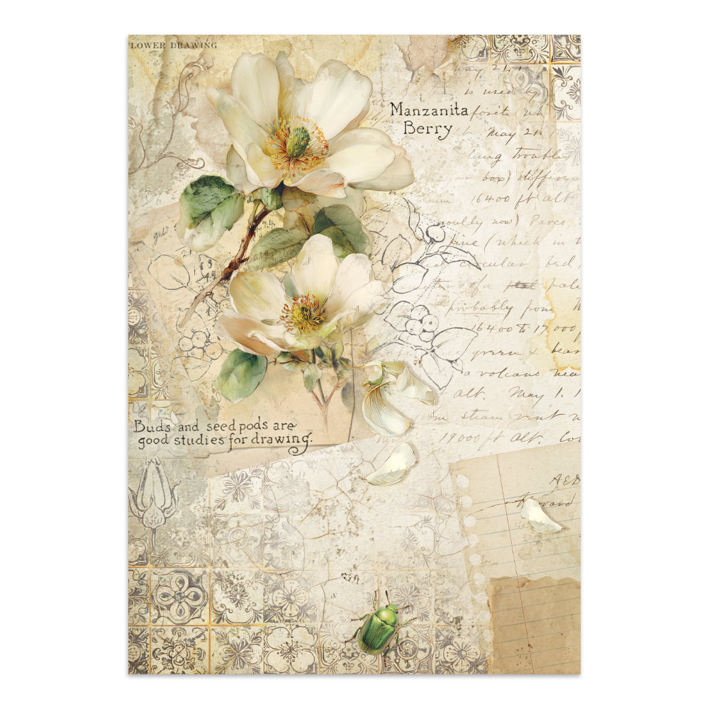Stamperia – Junk Journal – adesivi, ritagli e sfondi - All Around - immagine 25
