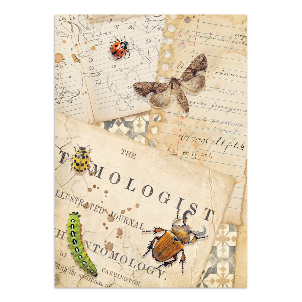 Stamperia – Junk Journal Focus Points A5 - All Around - immagine 19